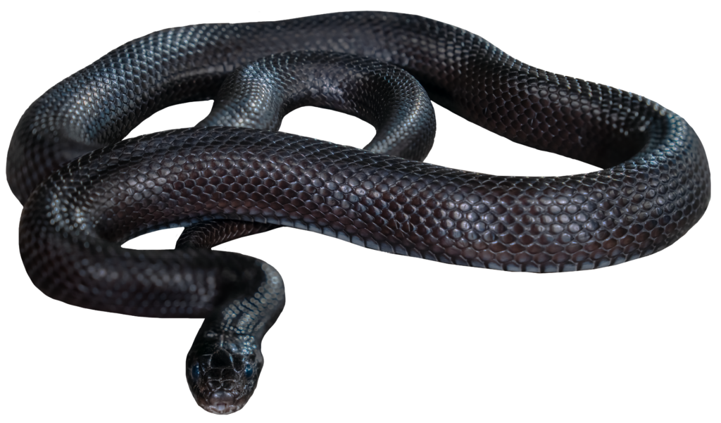 Coiled Mexican Black Kingsnake