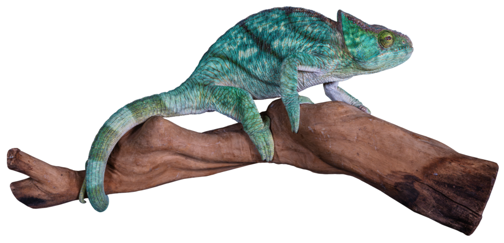 Parsons Chameleon on Branch