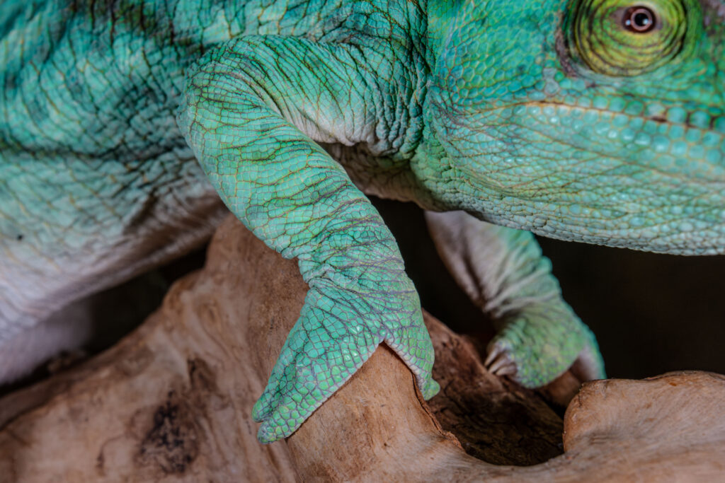 Parsons Chameleon Leg Closeup