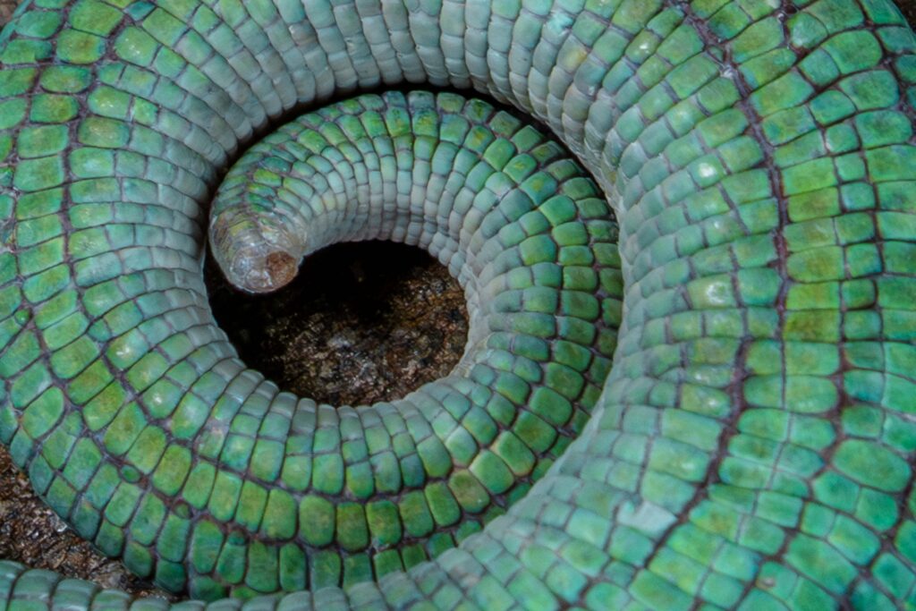 Parson's Chameleon Tail Closeup
