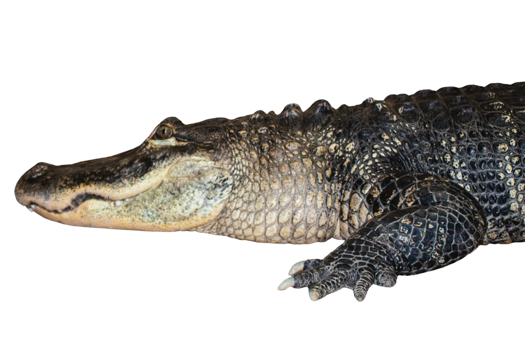 Darth Gator The American Alligator Side Profile Close Up