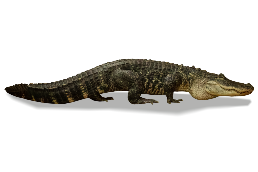 Darth Gator The American Alligator Full Body Walking