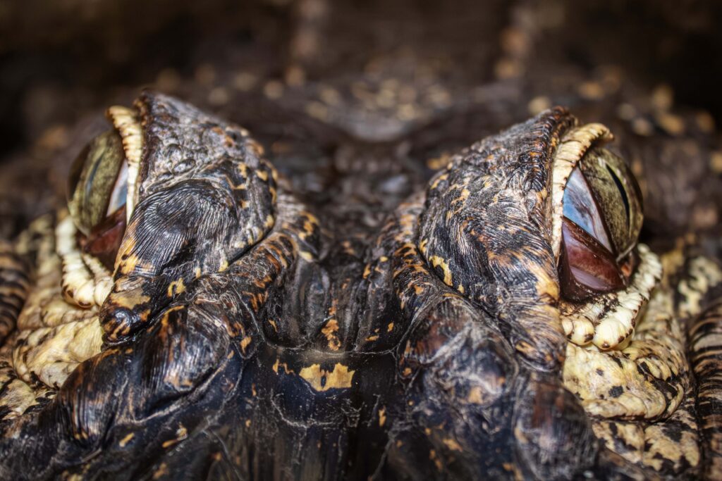 Darth Gator The American Alligator Eye Front View