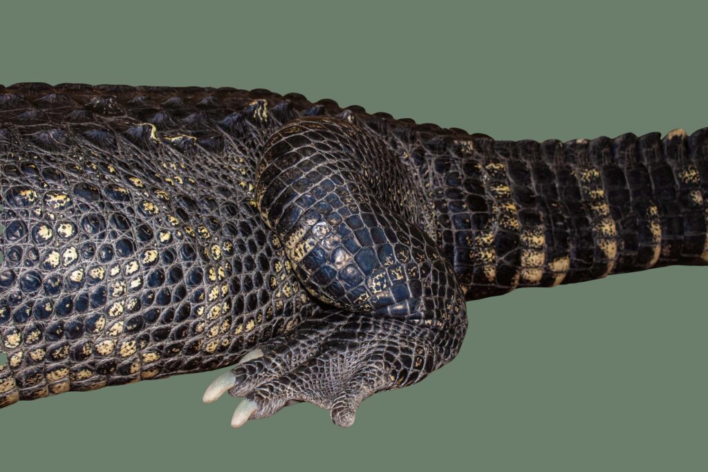 Darth Gator The America Alligator Body Foot Tail Scales