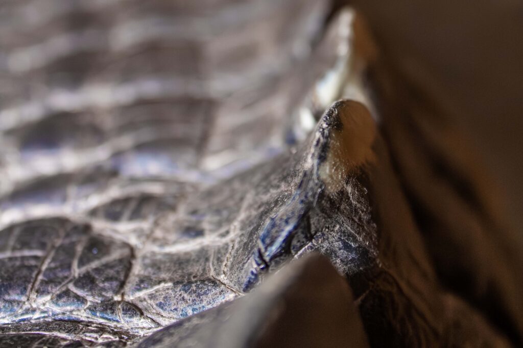 Darth Gator The American Alligator Scales