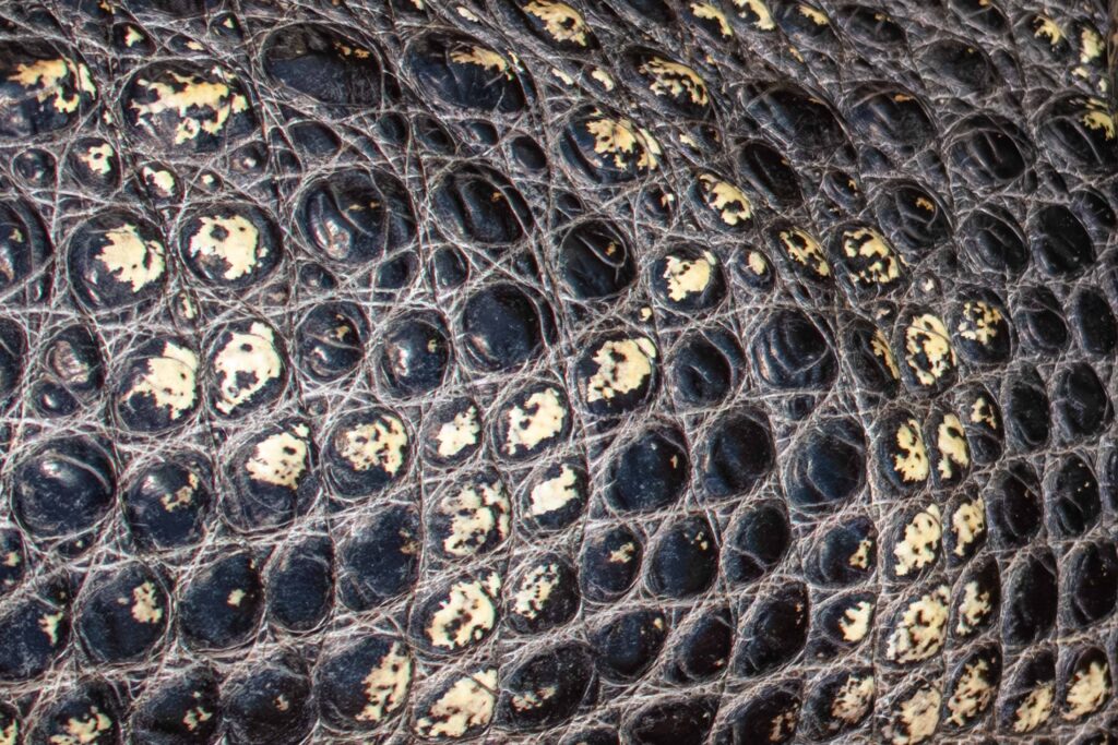 Darth Gator The American Alligator Scales
