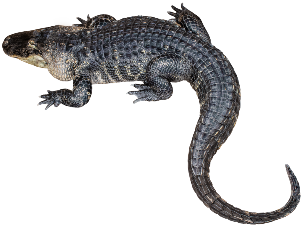Darth Gator The American Alligator Top View