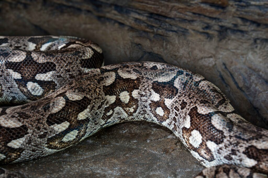 Dumeril's Boa Body Close Up