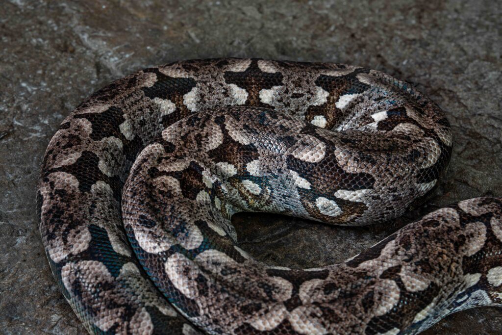 Dumeril's Boa Full Body Close Up