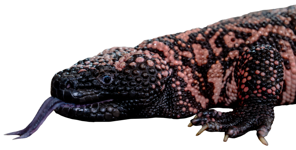 Gila Monster with tongue out close up profile