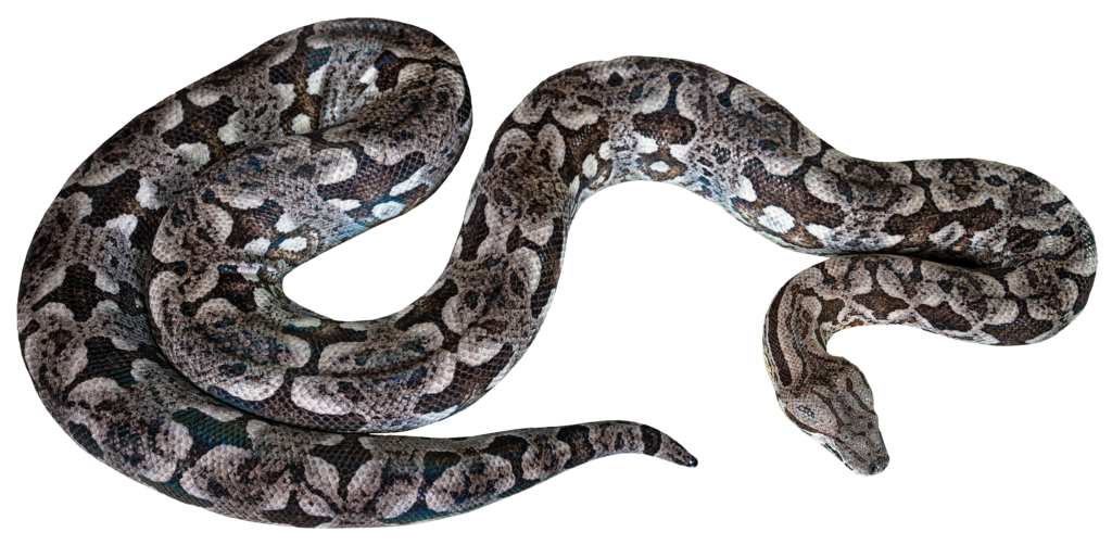Dumeril's Boa Top View Full Body
