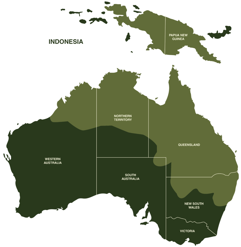 White Tree Frog Map Geographical Range Australia and Indonesia and Papua New Guinea