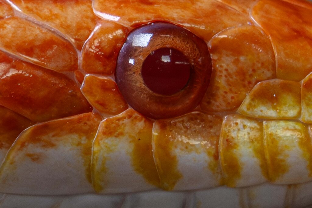 Albino Corn Snake Eye Close Up