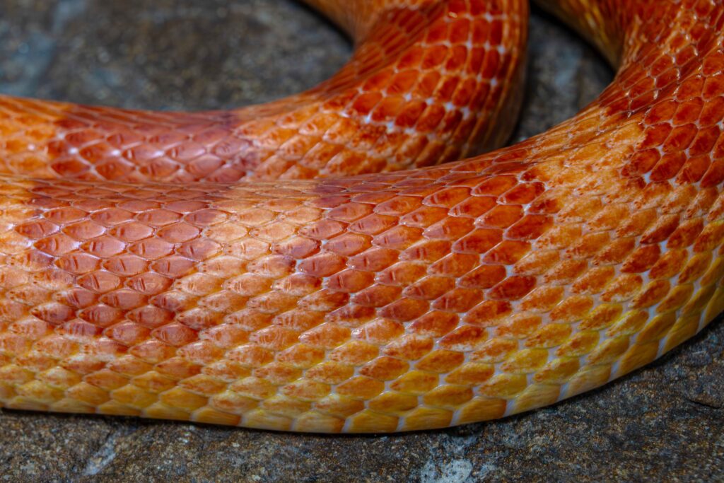 Albino Corn Snake Body Close Up