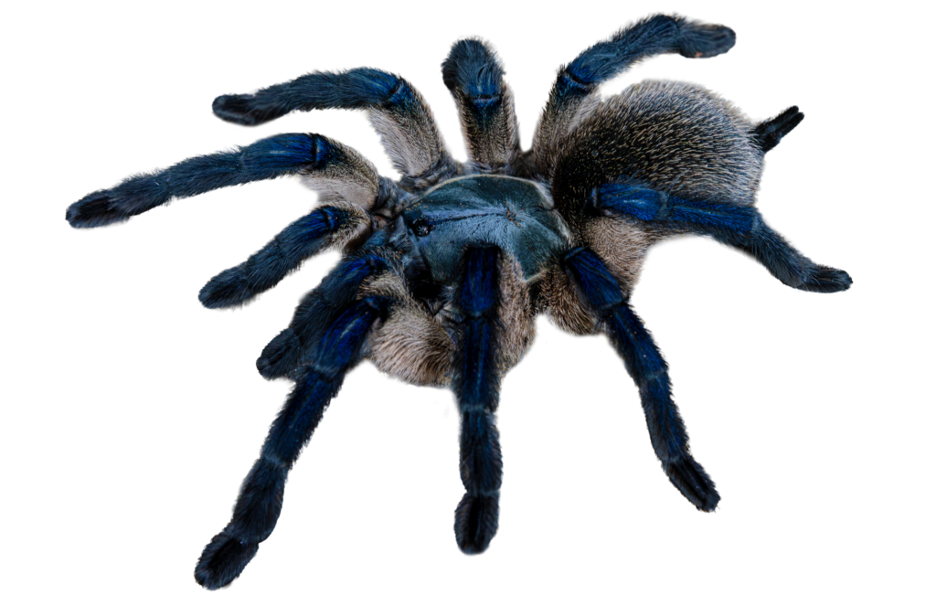 Socotra Island Blue Baboon Tarantula Profile Full Body