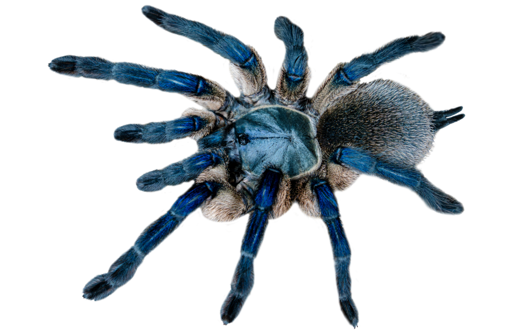 Socotra Island Blue Baboon Tarantula Top Full Body
