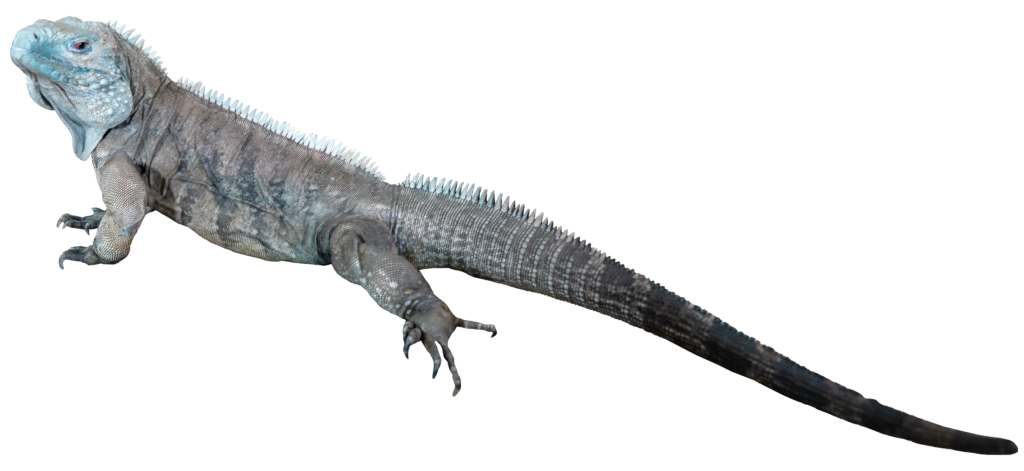 Grand Cayman Blue Iguana Full Body