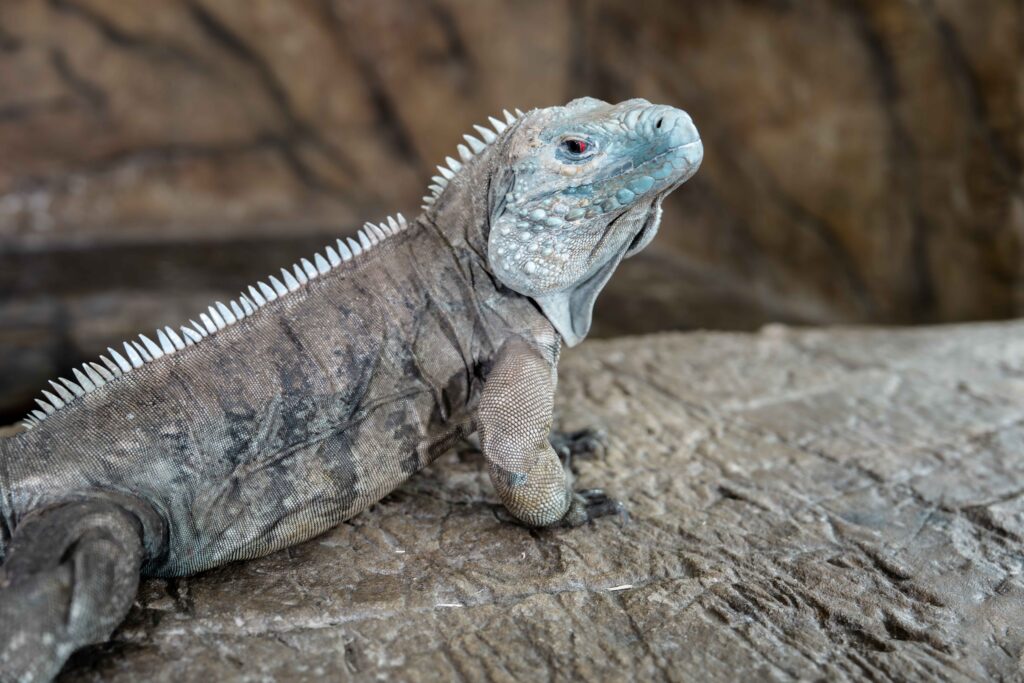 Grand Cayman Blue Iguana Portrait