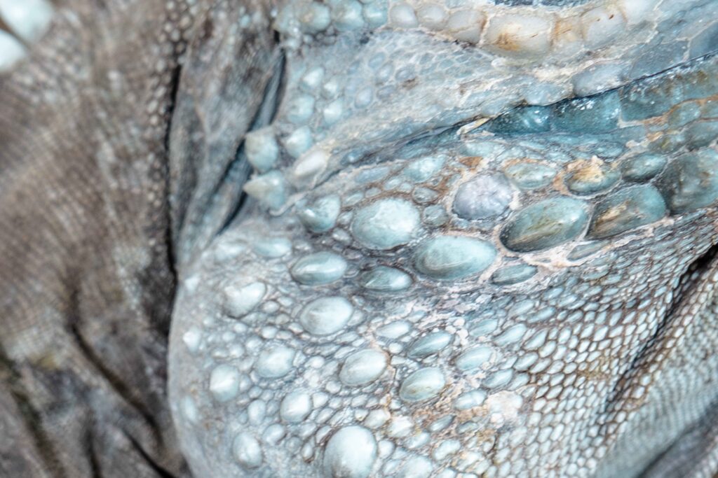 Grand Cayman Blue Iguana Texture Close Up Scales