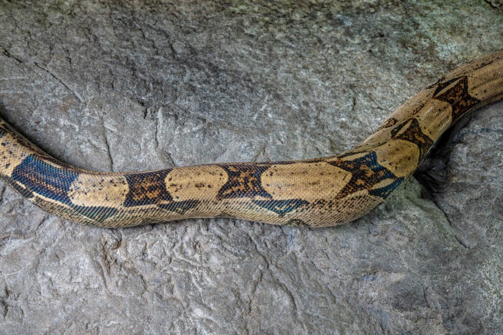 Boa Constrictor Imperator Body Top View Close Up