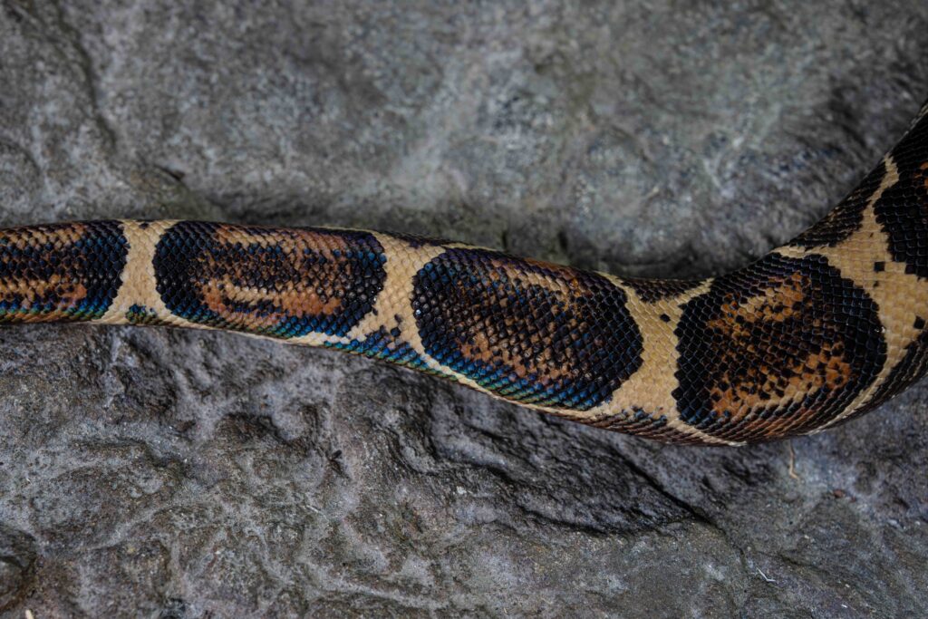 Boa Constrictor Imperator Tail Texture Top View