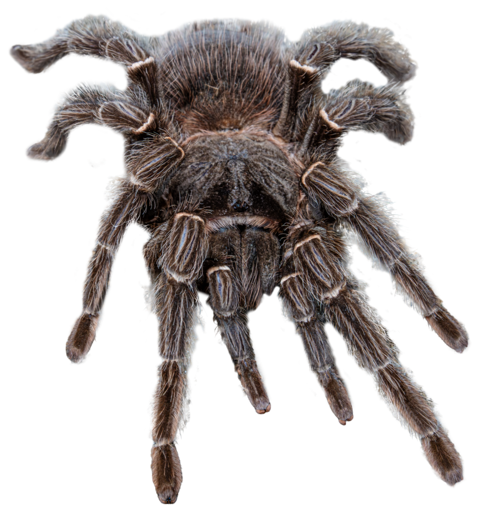 Brazilian Salmon Pink Bird-Eating Tarantula Top Full Body