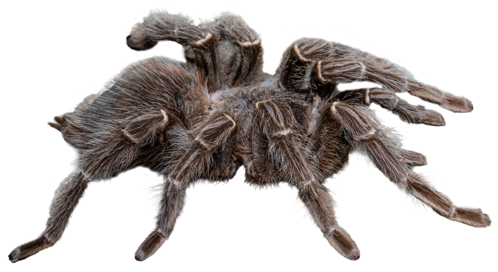 Brazilian Salmon Pink Bird-Eating Tarantula Side Full Body