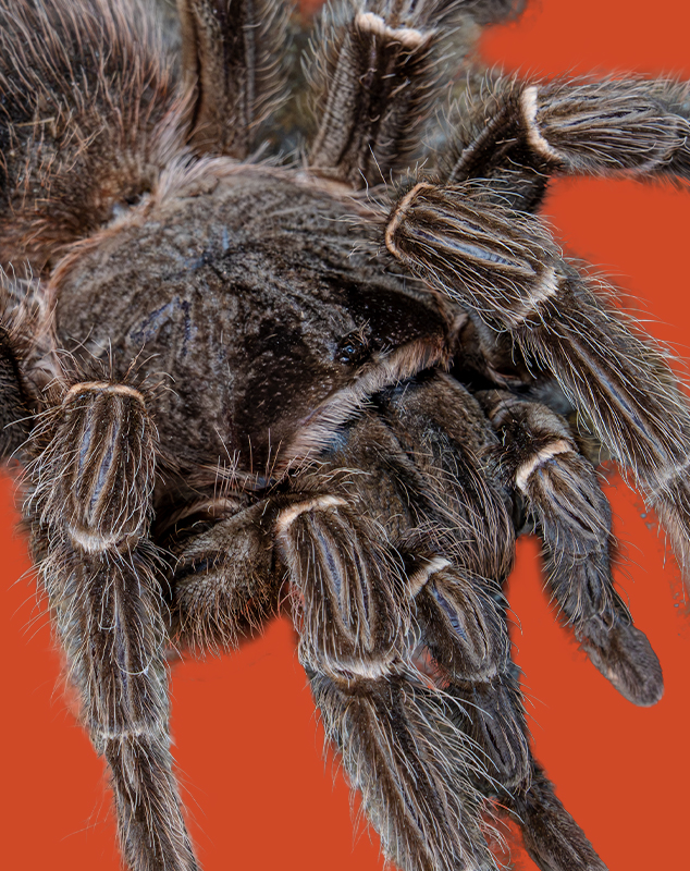 Brazilian Salmon Pink Bird-Eating Tarantula