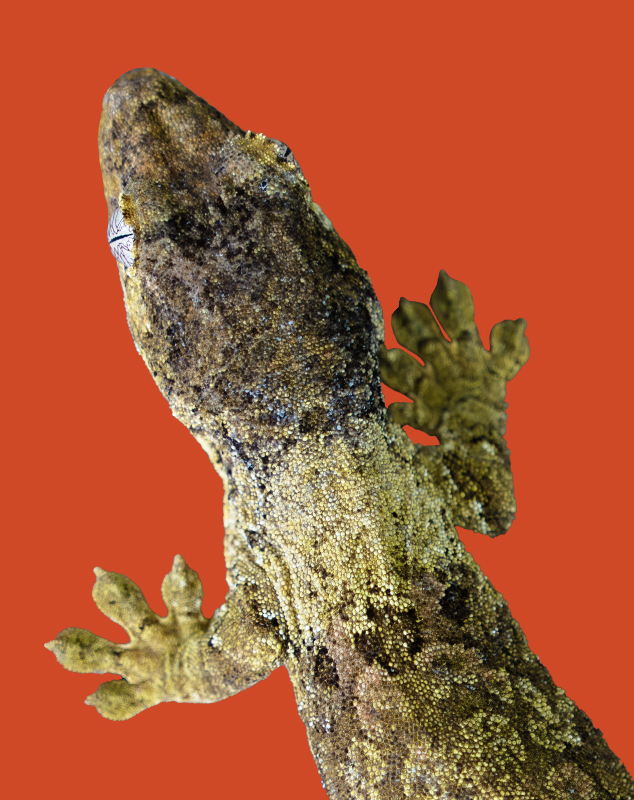 Chahoua Gecko Top