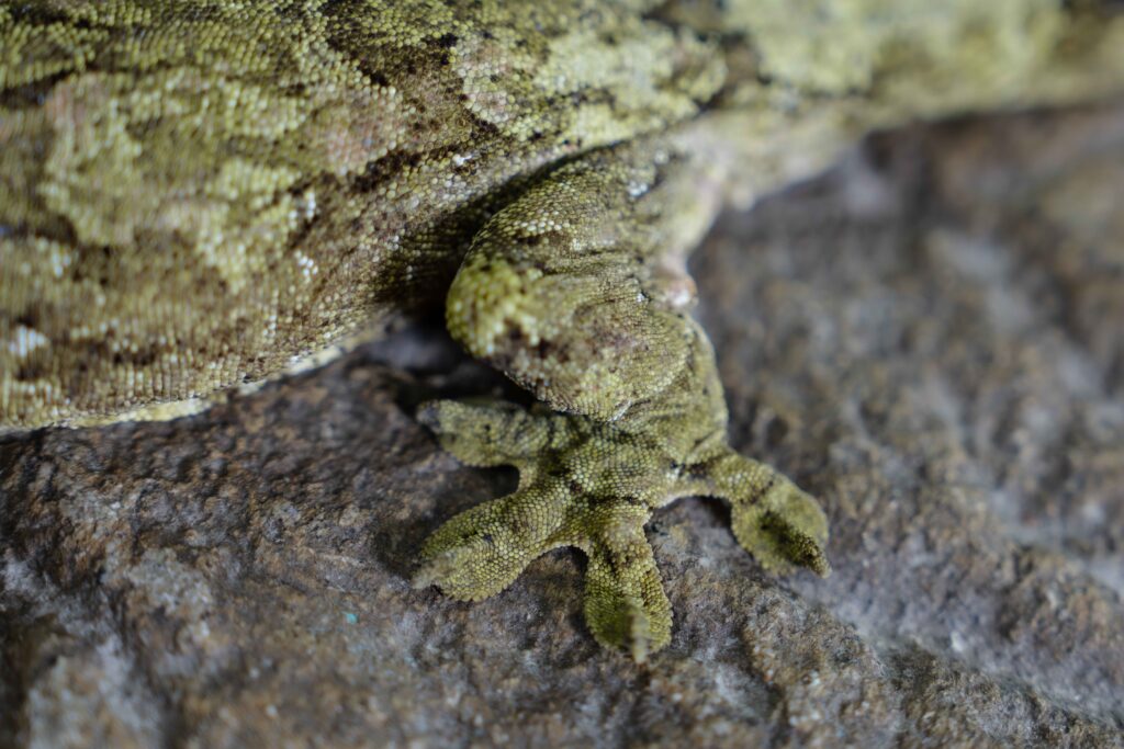 Chahoua Gecko Foot Close Up