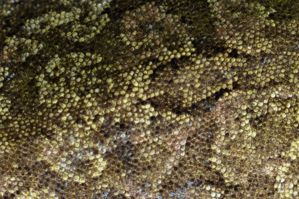 Chahoua Gecko Skin Close Up