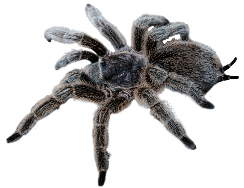 Chilean Rose Tarantula Full Body Profile