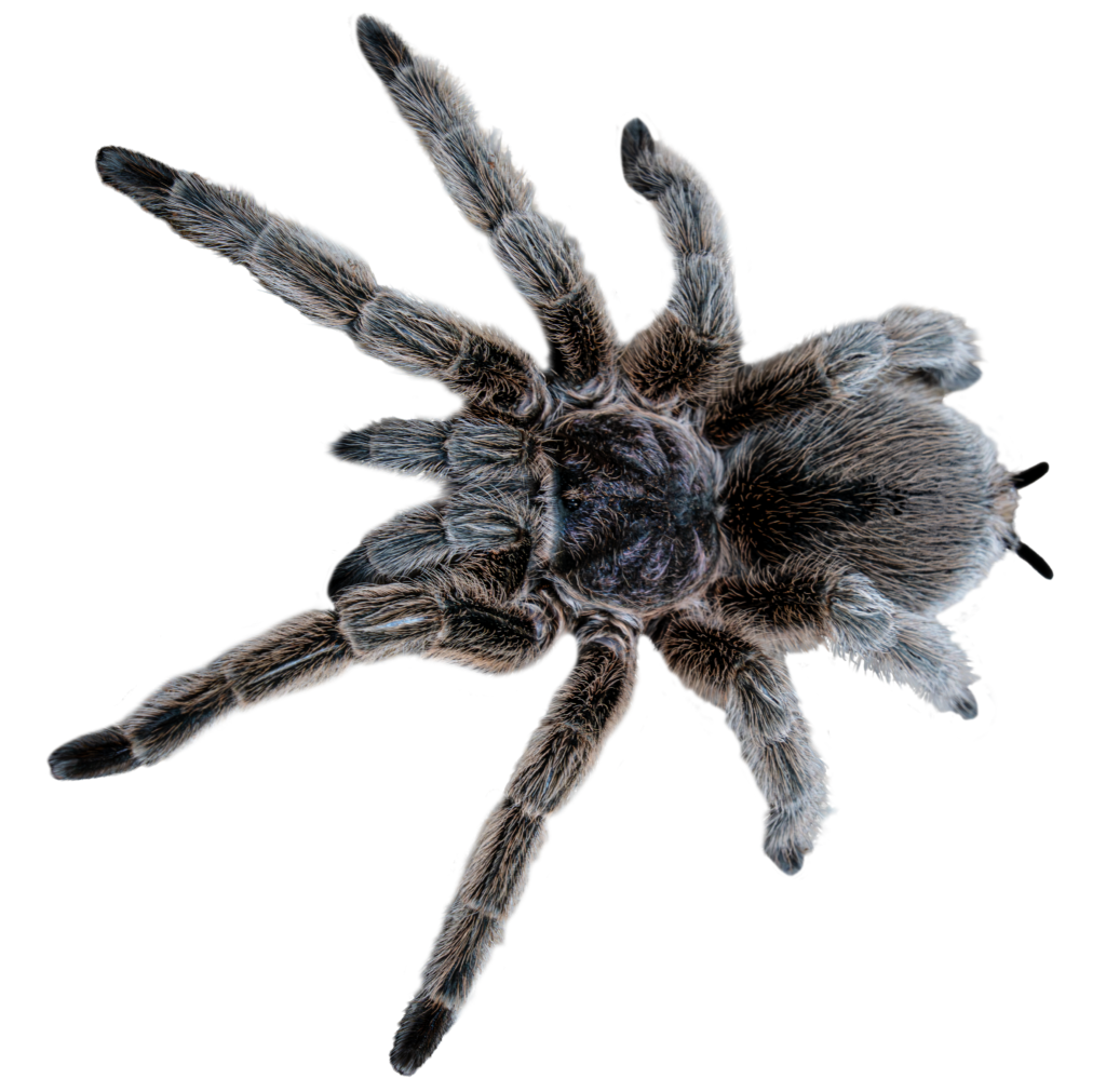 Chilean Rose Tarantula Full Body Top