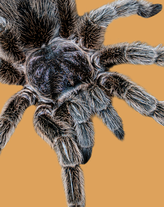 Chilean Rose Tarantula