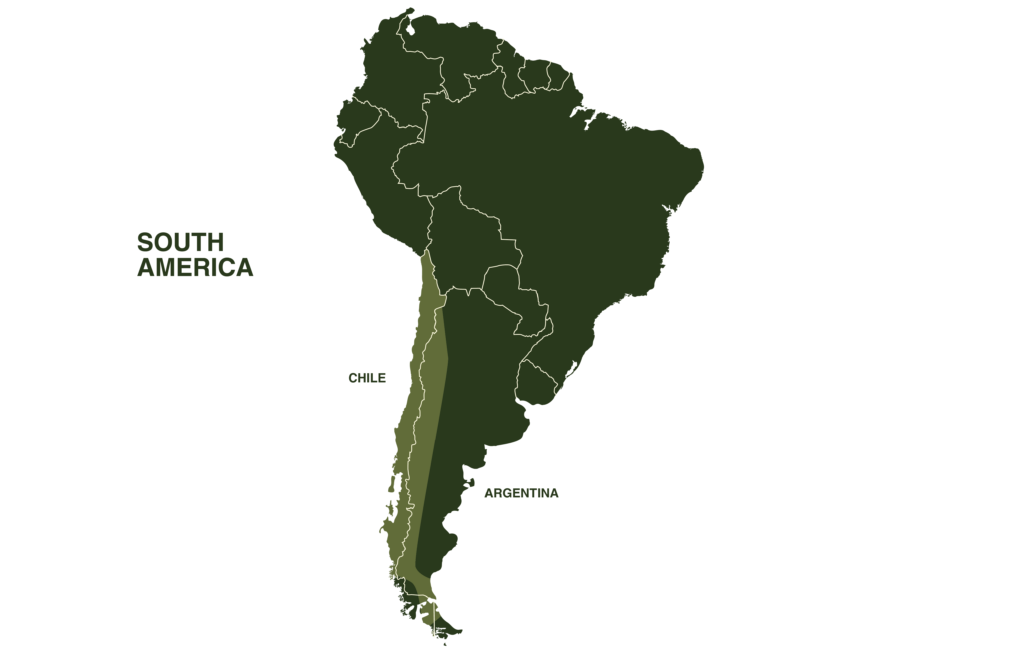 Chilean Rose Tarantula Map Geographical Range South America Chile and Argentina