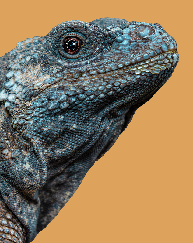 Chuckwalla Iguana Profile