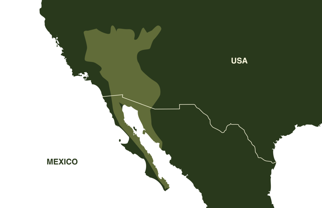 Chuckwalla Iguana Map Geographical Range North America Mexico and USA