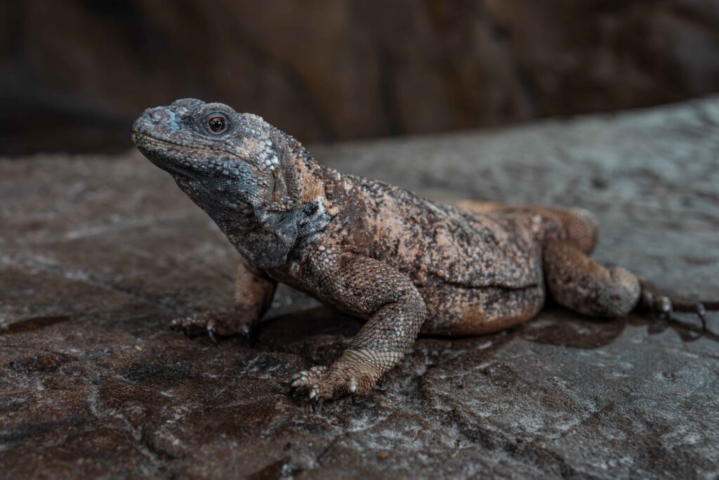 Chuckwalla Iguana Full Body
