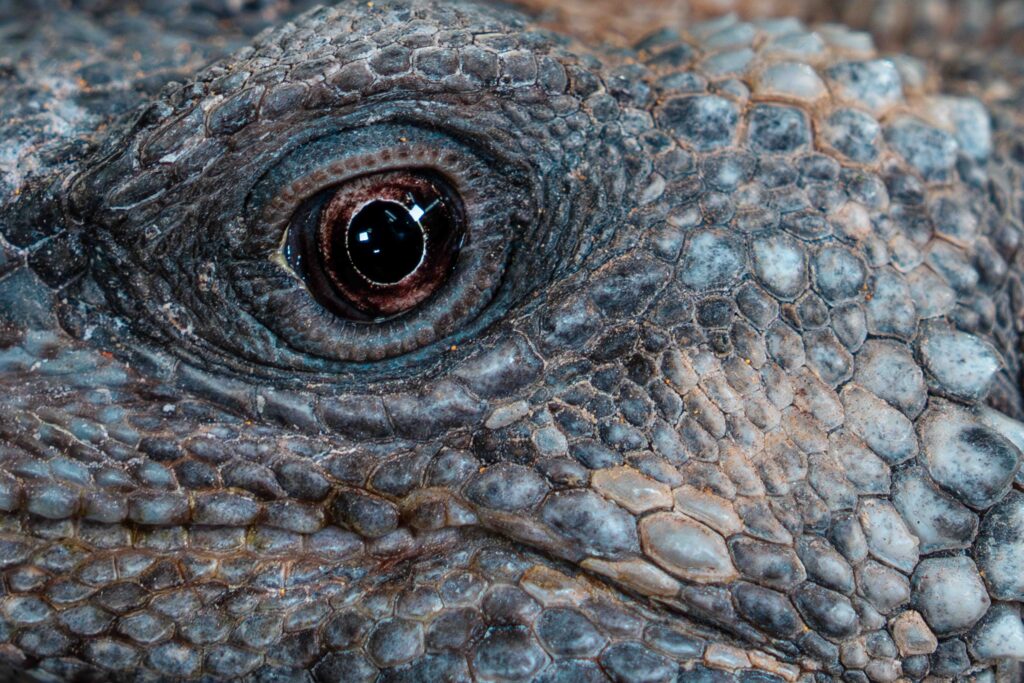 Chuckwalla Iguana Eye Close Up