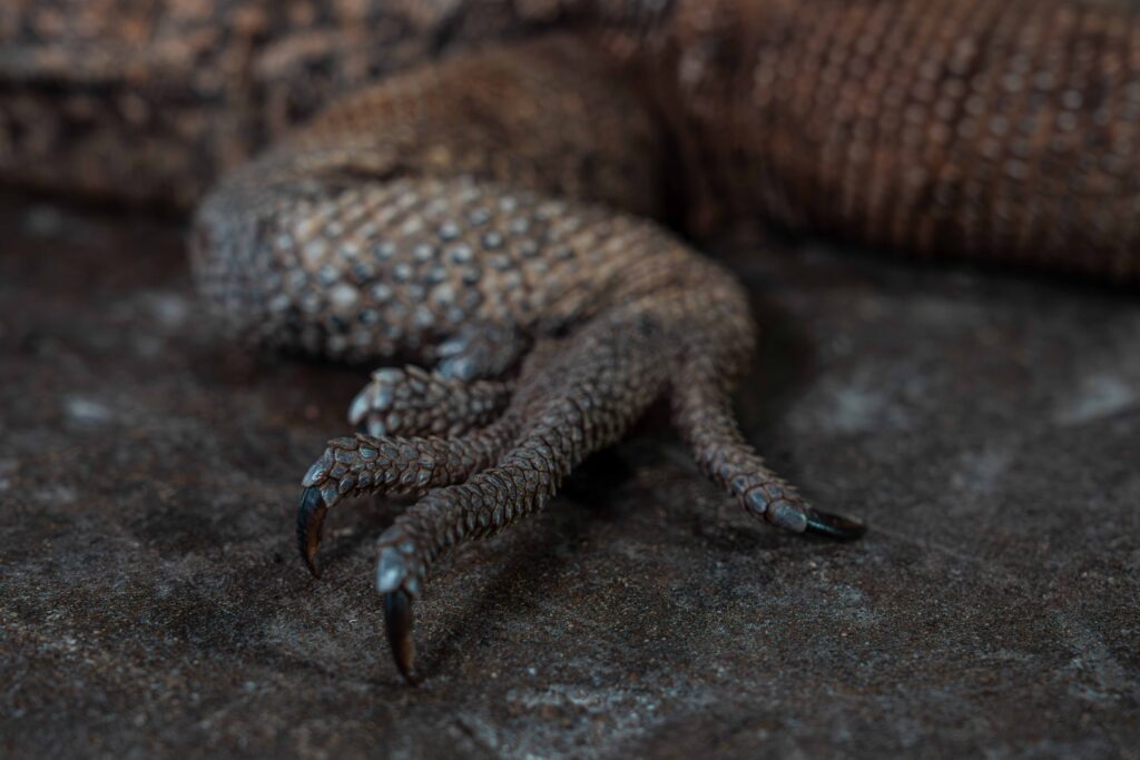 Chuckwalla Iguana Foot Close Up