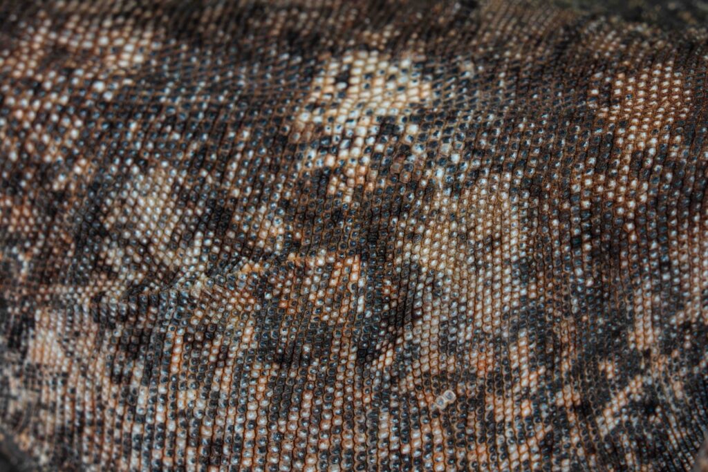 Chuckwalla Iguana Skin Texture Scales Close Up