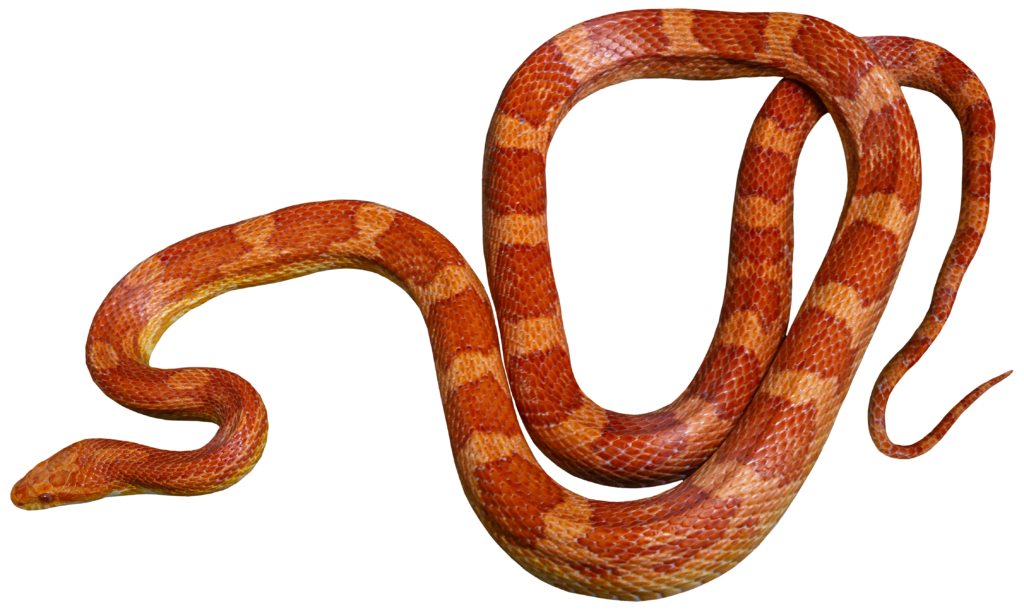 Albino Corn Snake Top Full Body 1