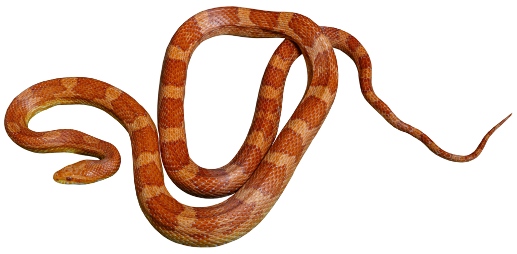 Albino Corn Snake Top Full Body 2
