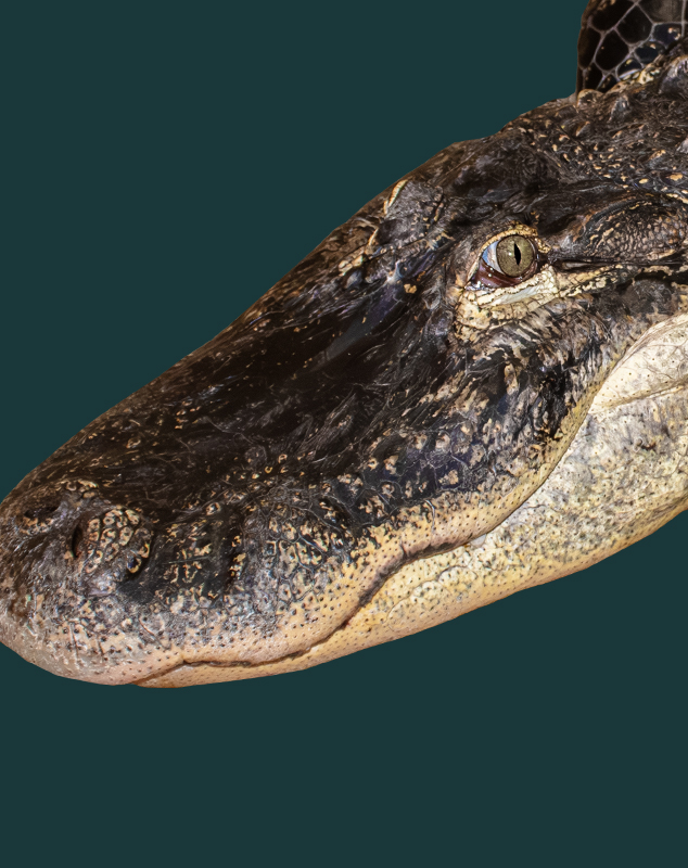 Darth Gator Profile