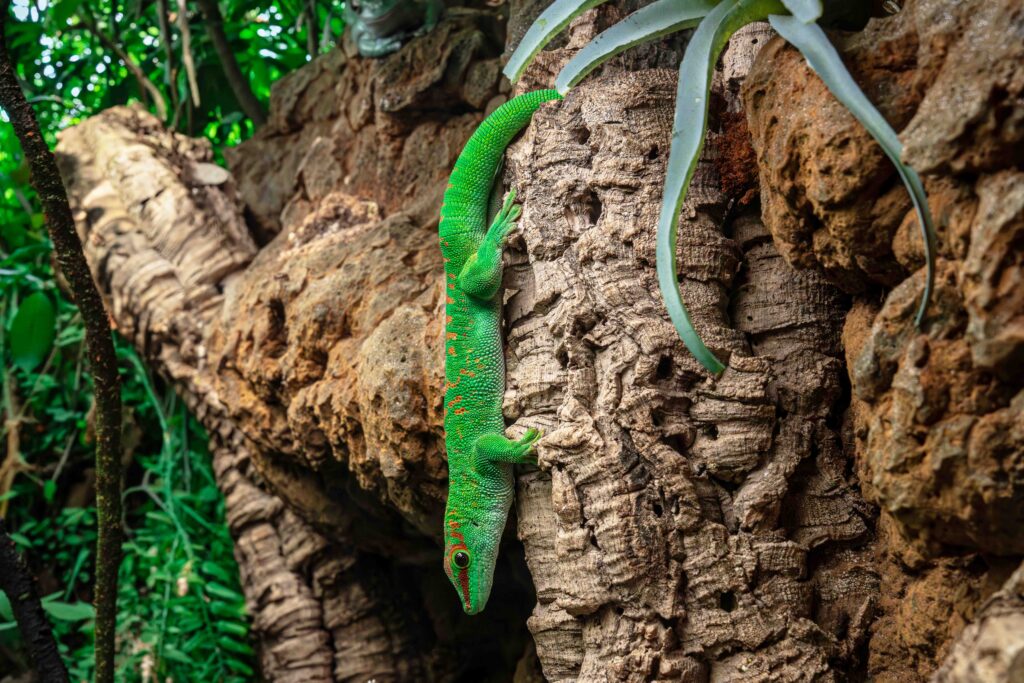 Day Gecko
