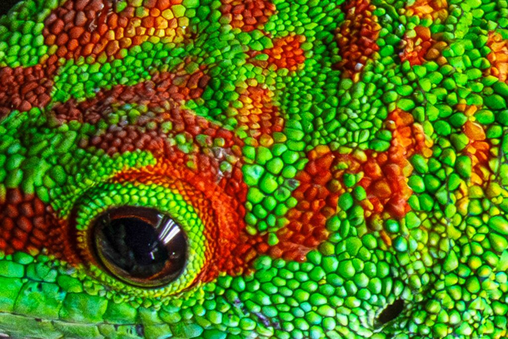 Day Gecko Eye Close Up Texture