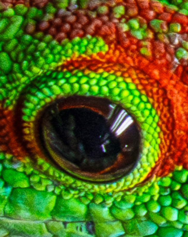 Day Gecko Eye