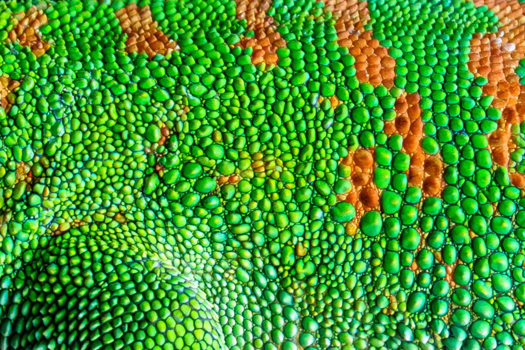 Day Gecko Skin Texture Close Up