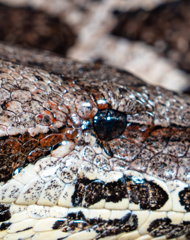 Dumeril’s Boa Eye