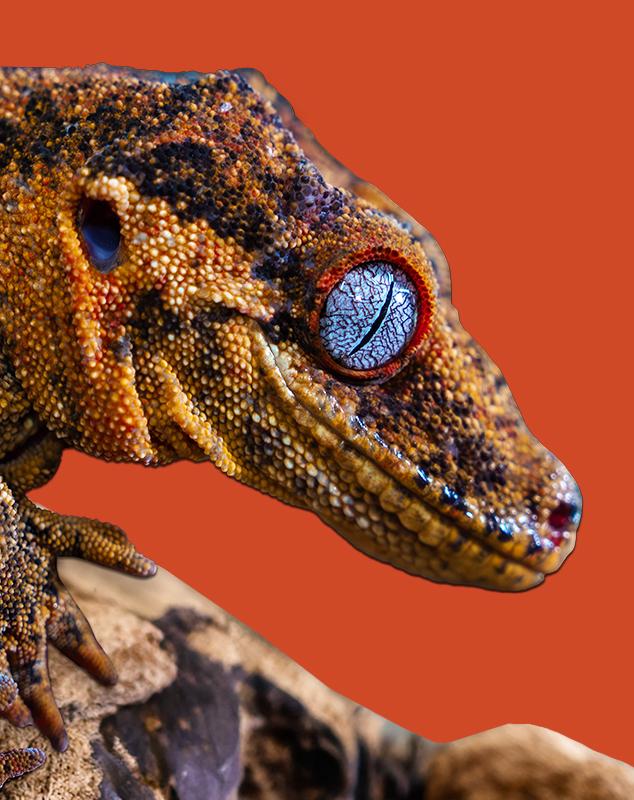 Gargoyle Gecko Profile
